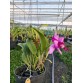 C. Aloha Case × Rlc. Jinn Fieng Beauty – Cattleya Đài với sắc hoa nổi bật đầy cuốn hút - TG