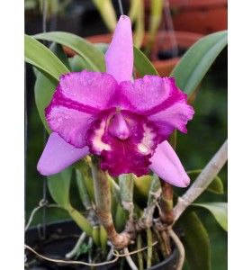 C. Aloha Case &times; Rlc. Jinn Fieng Beauty &ndash; Cattleya Đ&agrave;i với sắc hoa nổi bật đầy cuốn h&uacute;t - TG