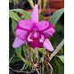 C. Aloha Case × Rlc. Jinn Fieng Beauty – Cattleya Đài với sắc hoa nổi bật đầy cuốn hút - TG