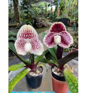 LAN H&Agrave;I EUCOCHILUM &ndash; VẺ ĐẸP KI&Ecirc;U SA THANH LỊCH ĐƯỢC GIỚI CHƠI LAN Y&Ecirc;U TH&Iacute;CH - DD