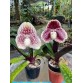LAN HÀI EUCOCHILUM – VẺ ĐẸP KIÊU SA THANH LỊCH ĐƯỢC GIỚI CHƠI LAN YÊU THÍCH - DD