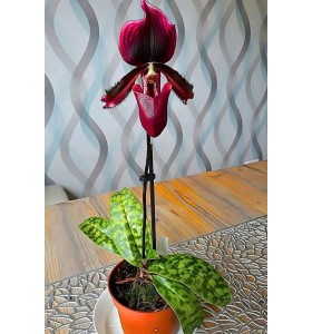 Lan H&agrave;i Maudiae đỏ &ndash; Sắc đỏ nhung đầy m&ecirc; hoặc v&agrave; sang trọng - DD