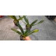 Lan Hài Saint Swithin × Shin Yi Macars – Form hoa khủng đầy đẳng cấp - DD
