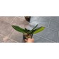 Lan Hài Saint Swithin × Shin Yi Macars – Form hoa khủng đầy đẳng cấp - DD