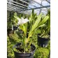 Purpurata carnea - TG