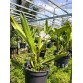 Purpurata carnea - TG