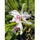 Purpurata carnea - TG