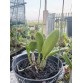C. Walkeriana Var. Coerulea ” Blue Moon” HÀNG XƯA _bán theo giả hành