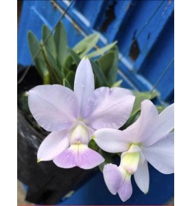 C. Walkeriana Var. Coerulea &rdquo; Blue Moon&rdquo; H&Agrave;NG XƯA _b&aacute;n theo giả h&agrave;nh