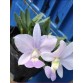 C. Walkeriana Var. Coerulea ” Blue Moon” HÀNG XƯA _bán theo giả hành