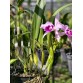 Laelia purpurata – Nữ hoàng của các dòng lan Brazil - TG