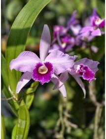 Laelia purpurata &ndash; Nữ ho&agrave;ng của c&aacute;c d&ograve;ng lan Brazil - TG
