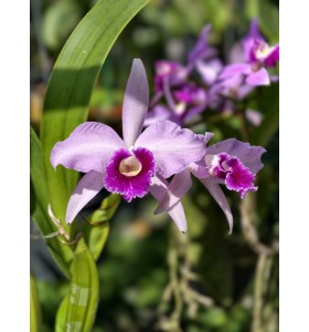 Laelia purpurata &ndash; Nữ ho&agrave;ng của c&aacute;c d&ograve;ng lan Brazil - TG