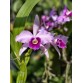 Laelia purpurata – Nữ hoàng của các dòng lan Brazil - TG