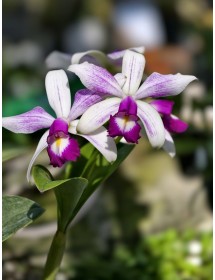 C. violacea s/a Flamea &lsquo;Cathygi&rsquo; - TG