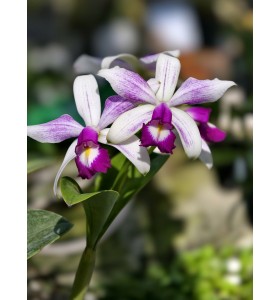 C. violacea s/a Flamea &lsquo;Cathygi&rsquo; - TG