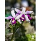 C. violacea s/a Flamea ‘Cathygi’ - TG