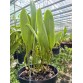 Toshie Aoki – Nữ hoàng sắc màu của dòng Cattleya lai - TG