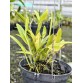 Laelia kautskyana – Viên ngọc quý hiếm của những dòng lan mini Brazil - TG