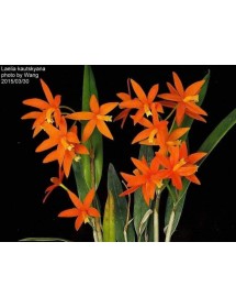 Laelia kautskyana &ndash; Vi&ecirc;n ngọc qu&yacute; hiếm của những d&ograve;ng lan mini Brazil - TG