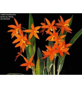 Laelia kautskyana &ndash; Vi&ecirc;n ngọc qu&yacute; hiếm của những d&ograve;ng lan mini Brazil - TG