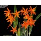 Laelia kautskyana – Viên ngọc quý hiếm của những dòng lan mini Brazil - TG