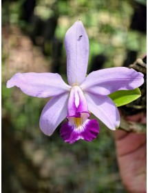 C. violacea &ndash; Nữ ho&agrave;ng hương thơm của rừng nhiệt đới Amazon - TG