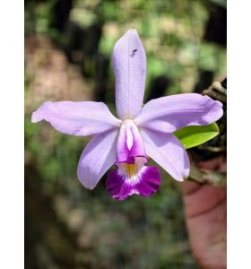 C. violacea &ndash; Nữ ho&agrave;ng hương thơm của rừng nhiệt đới Amazon - TG