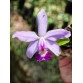 C. violacea – Nữ hoàng hương thơm của rừng nhiệt đới Amazon - TG