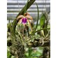 Blc. Sunset Surprise – Sắc hoàng hôn rực rỡ đầy mê hoặc - TG