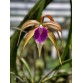Blc. Sunset Surprise – Sắc hoàng hôn rực rỡ đầy mê hoặc - TG