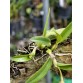 Laelia alaorii 'Dark Rose' – Sắc hồng đậm quý hiếm từ Brazil - TG