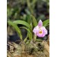 Laelia alaorii 'Dark Rose' – Sắc hồng đậm quý hiếm từ Brazil - TG