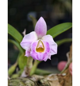 Laelia alaorii 'Dark Rose' &ndash; Sắc hồng đậm qu&yacute; hiếm từ Brazil - TG