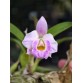Laelia alaorii 'Dark Rose' – Sắc hồng đậm quý hiếm từ Brazil - TG