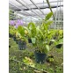 C. bowringiana coerulea ‘Dark Power’ – Blue đậm nổi bật, form hoa tuyển chọn - TG