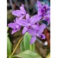 C. bowringiana coerulea ‘Dark Power’ – Blue đậm nổi bật, form hoa tuyển chọn - TG