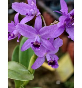 C. bowringiana coerulea &lsquo;Dark Power&rsquo; &ndash; Blue đậm nổi bật, form hoa tuyển chọn - TG