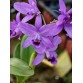 C. bowringiana coerulea ‘Dark Power’ – Blue đậm nổi bật, form hoa tuyển chọn - TG