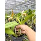 C. blossfeldiana – Bán Theo Hướng - Mặt hoa thanh lịch với hương thơm quyến rũ - TG