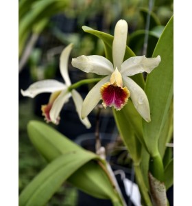 C. blossfeldiana &ndash; B&aacute;n Theo Hướng - Mặt hoa thanh lịch với hương thơm quyến rũ - TG