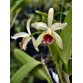 C. blossfeldiana – Bán Theo Hướng - Mặt hoa thanh lịch với hương thơm quyến rũ - TG