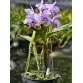 C. henesiana coerulea – Sắc xanh tím hiếm đầy mê hoặc - TG