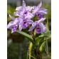 C. henesiana coerulea – Sắc xanh tím hiếm đầy mê hoặc - TG