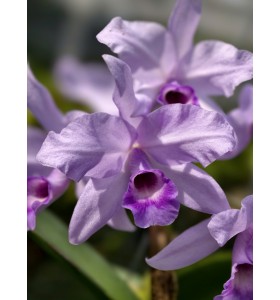 C. henesiana coerulea &ndash; Sắc xanh t&iacute;m hiếm đầy m&ecirc; hoặc - TG