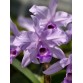 C. henesiana coerulea – Sắc xanh tím hiếm đầy mê hoặc - TG