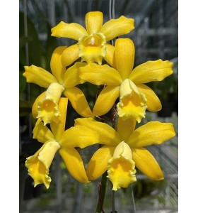 BLC. GOLDEN CHIEFTAIN &ldquo;AKUKII&rdquo; - TG