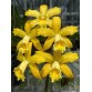 BLC. GOLDEN CHIEFTAIN “AKUKII” - TG