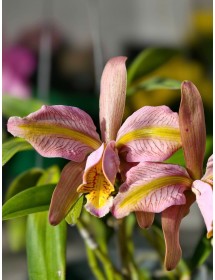 C. forbesii trilabelo &ndash; Mặt hoa 3 lưỡi độc đ&aacute;o, gi&aacute; trị sưu tầm cao - TG