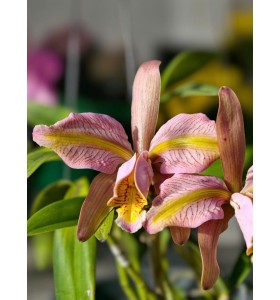 C. forbesii trilabelo &ndash; Mặt hoa 3 lưỡi độc đ&aacute;o, gi&aacute; trị sưu tầm cao - TG
